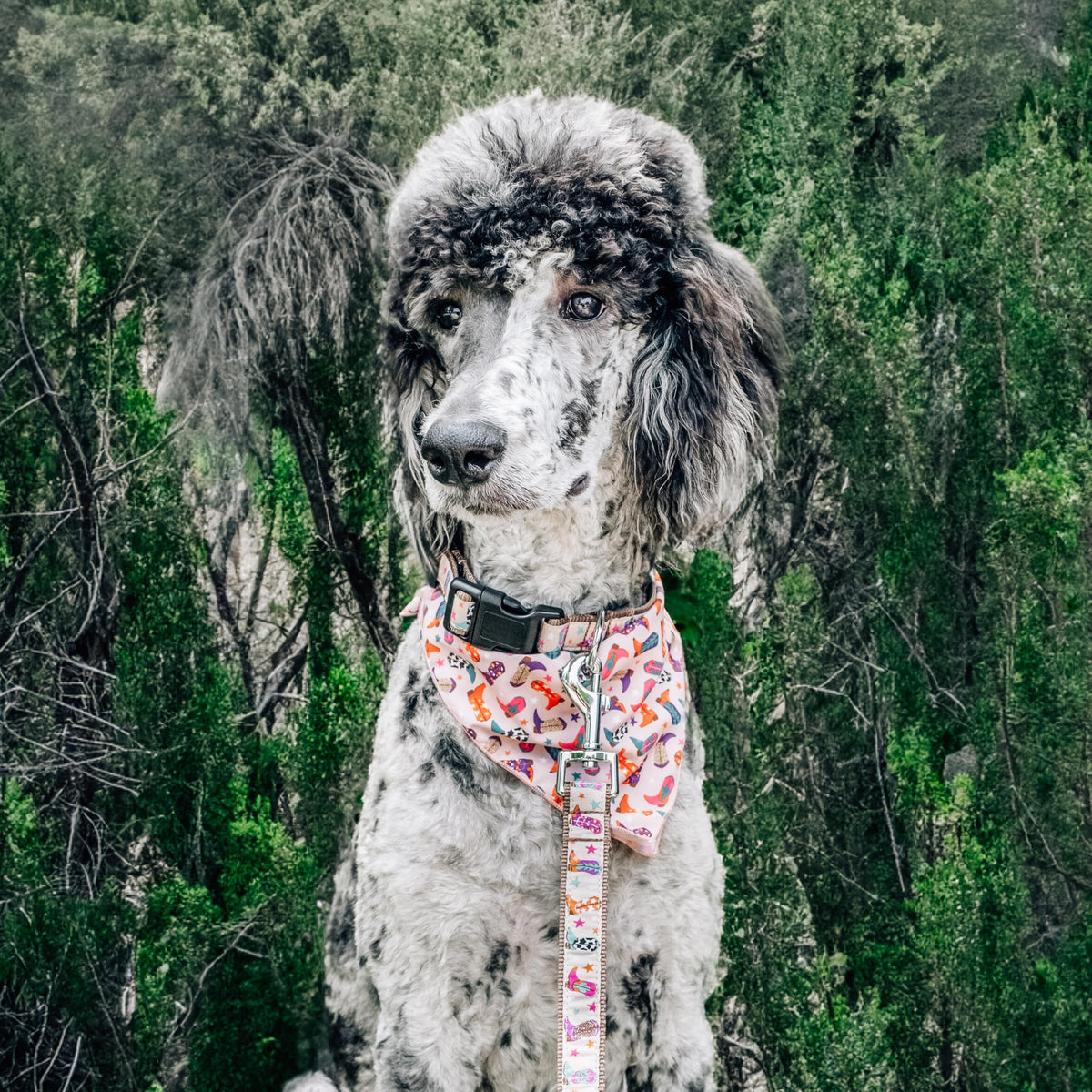 Stylish & Fashionable Mushrooms Dog Leash, Nylon Webbing, 5 Ft Length, Mint, Large