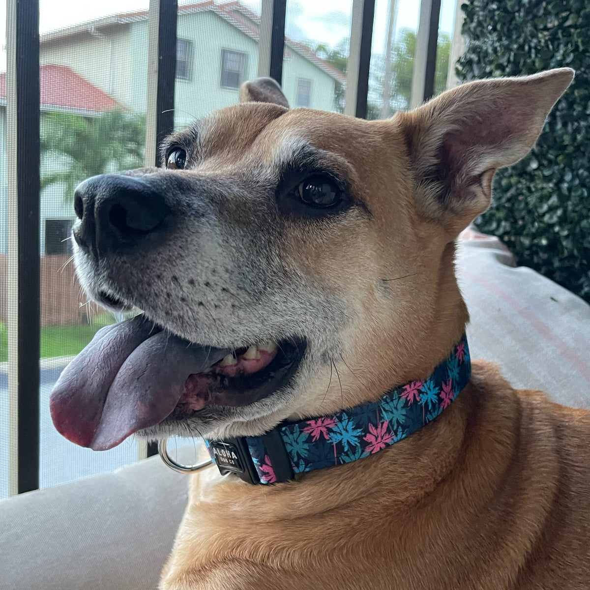 Dog Collar Tropical Floral Hawaii Personalized Soft Comfortable Adjustable Basic Collars for Small Medium Large Dogs Walking Running Training (Large, Donut)