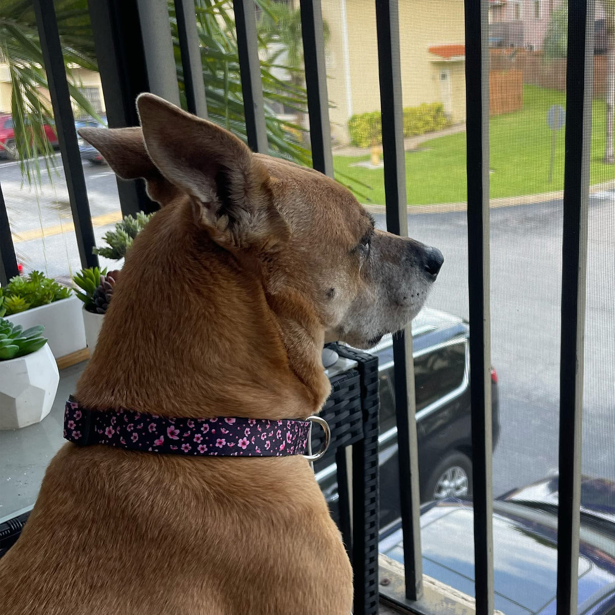 Dog Collar Tropical Floral Hawaii Personalized Soft Comfortable Adjustable Basic Collars for Small Medium Large Dogs Walking Running Training (Large, Donut)